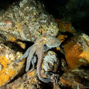 Porto Santo Island Discovery Scuba Dive