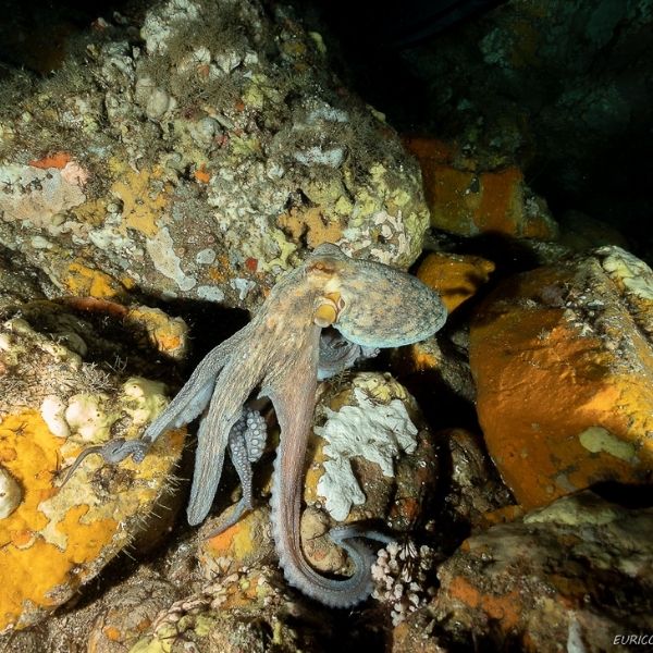 Porto Santo Island Discovery Scuba Dive