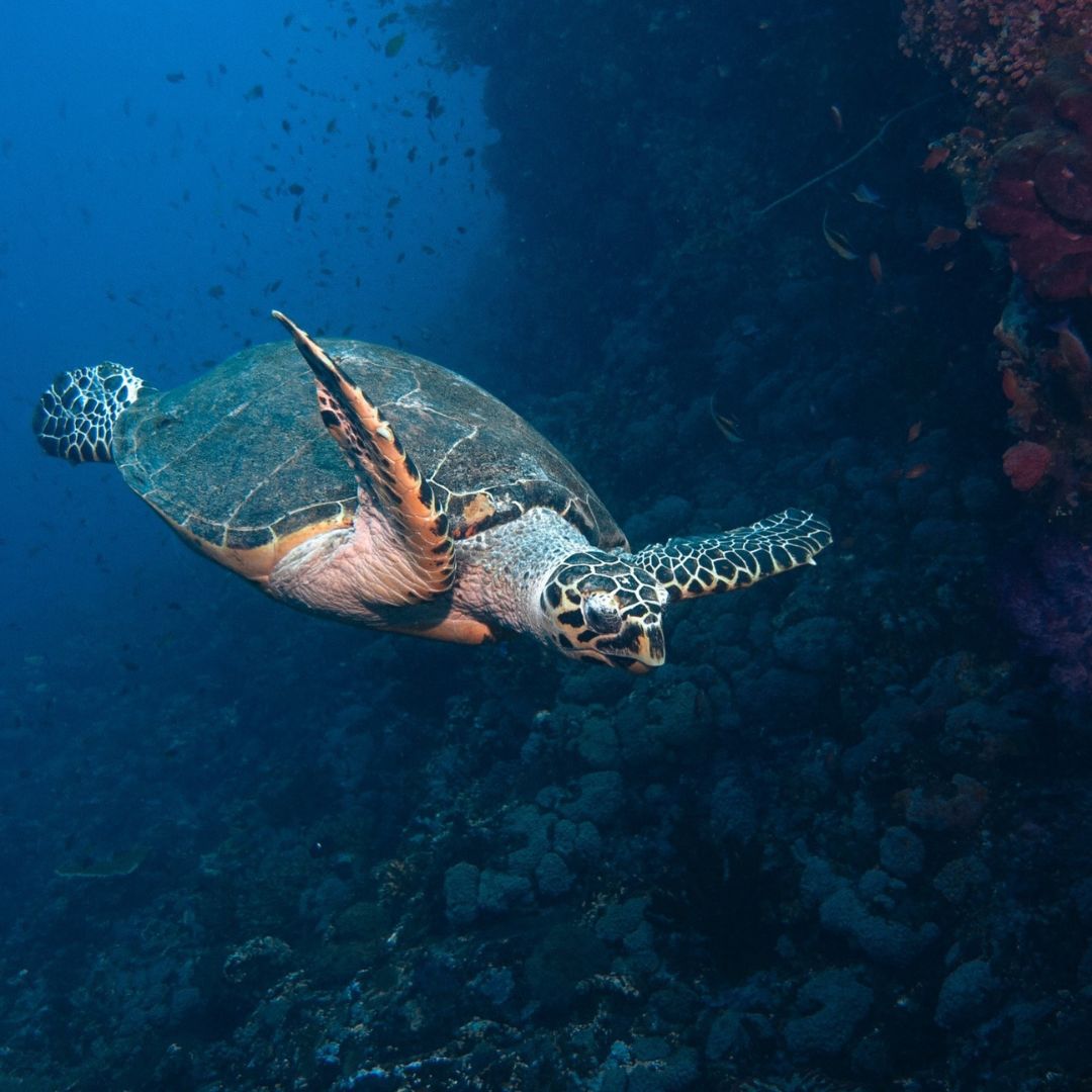 Try Basic Scuba Diving Program in Nusa Penida