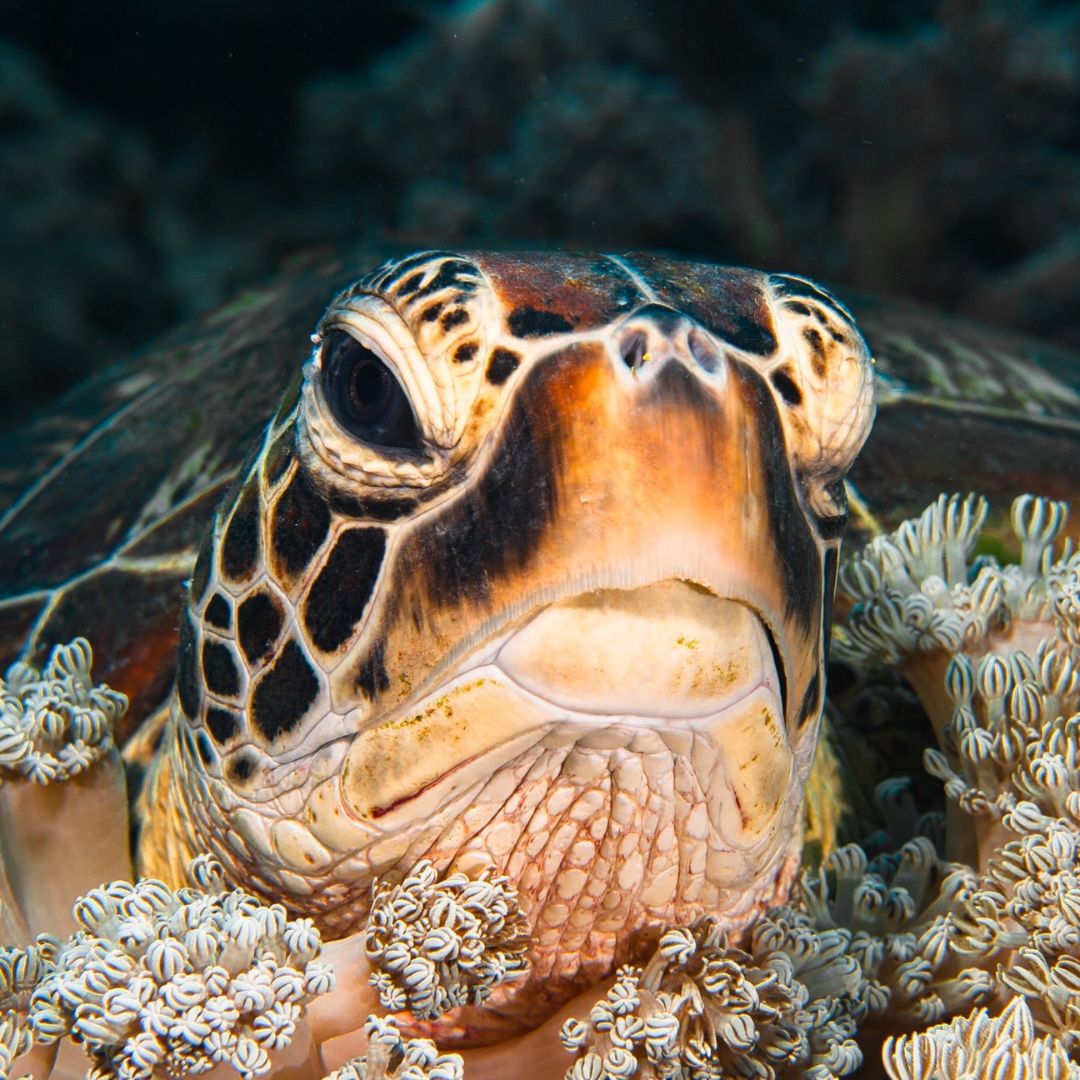 Try Basic Scuba Diving Program in Nusa Penida