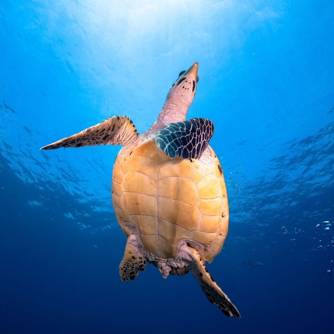 Try Basic Scuba Diving Program in Nusa Penida