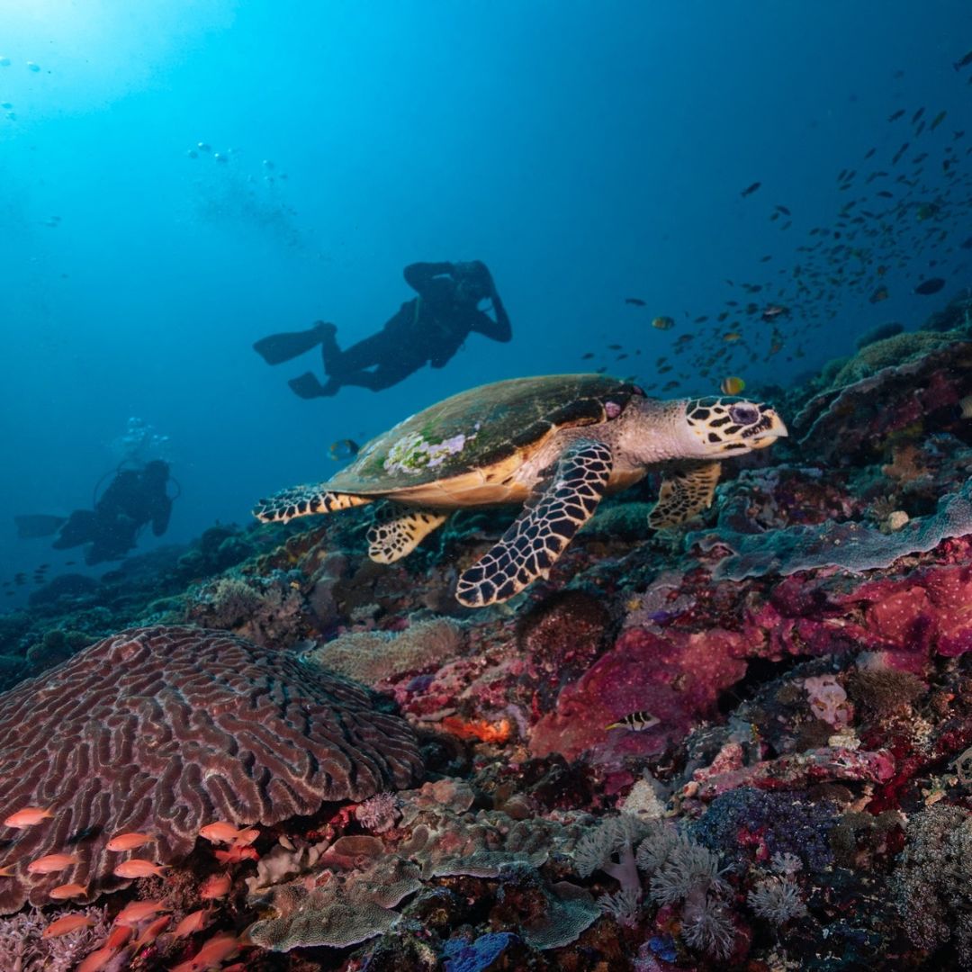 Try Basic Scuba Diving Program in Nusa Penida