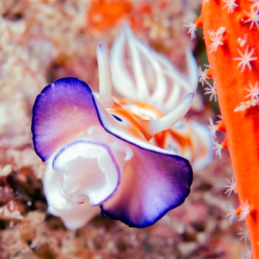 Try Basic Scuba Diving Program in Nusa Penida