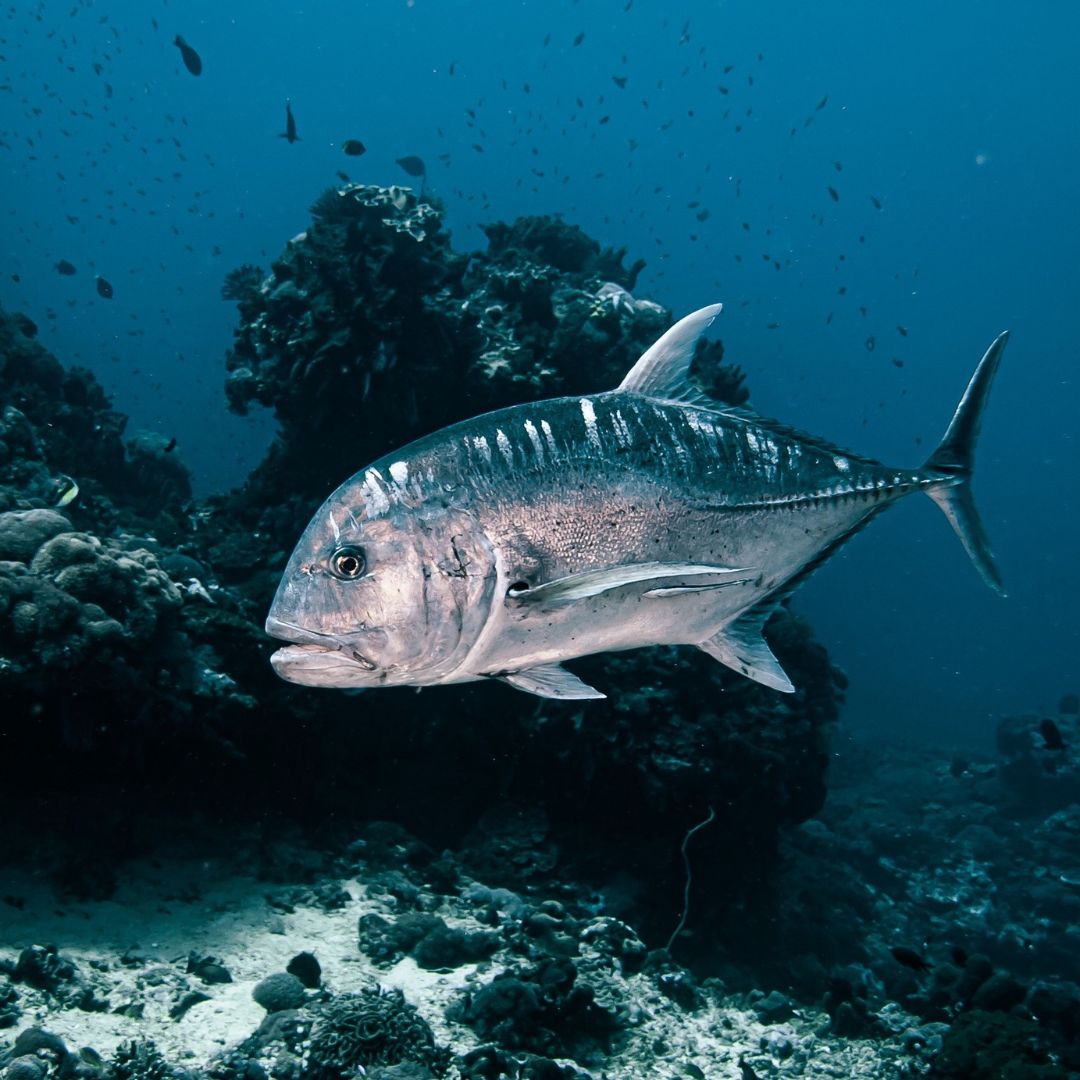 Try Basic Scuba Diving Program in Nusa Penida