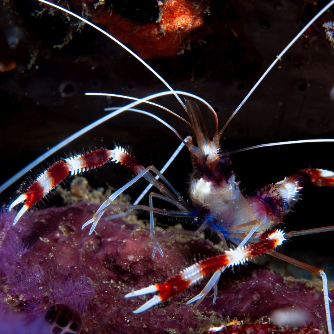 Try Basic Scuba Diving Program in Nusa Penida