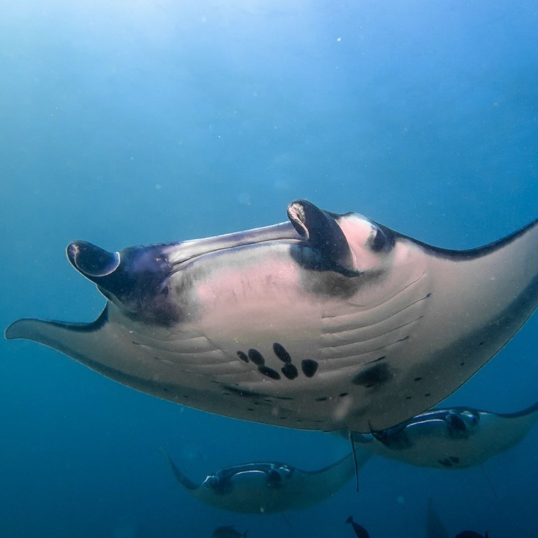Manta Ray Fun Dive in Nusa Penida