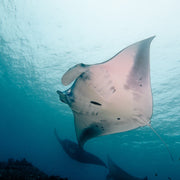 Manta Ray Fun Dive in Nusa Penida
