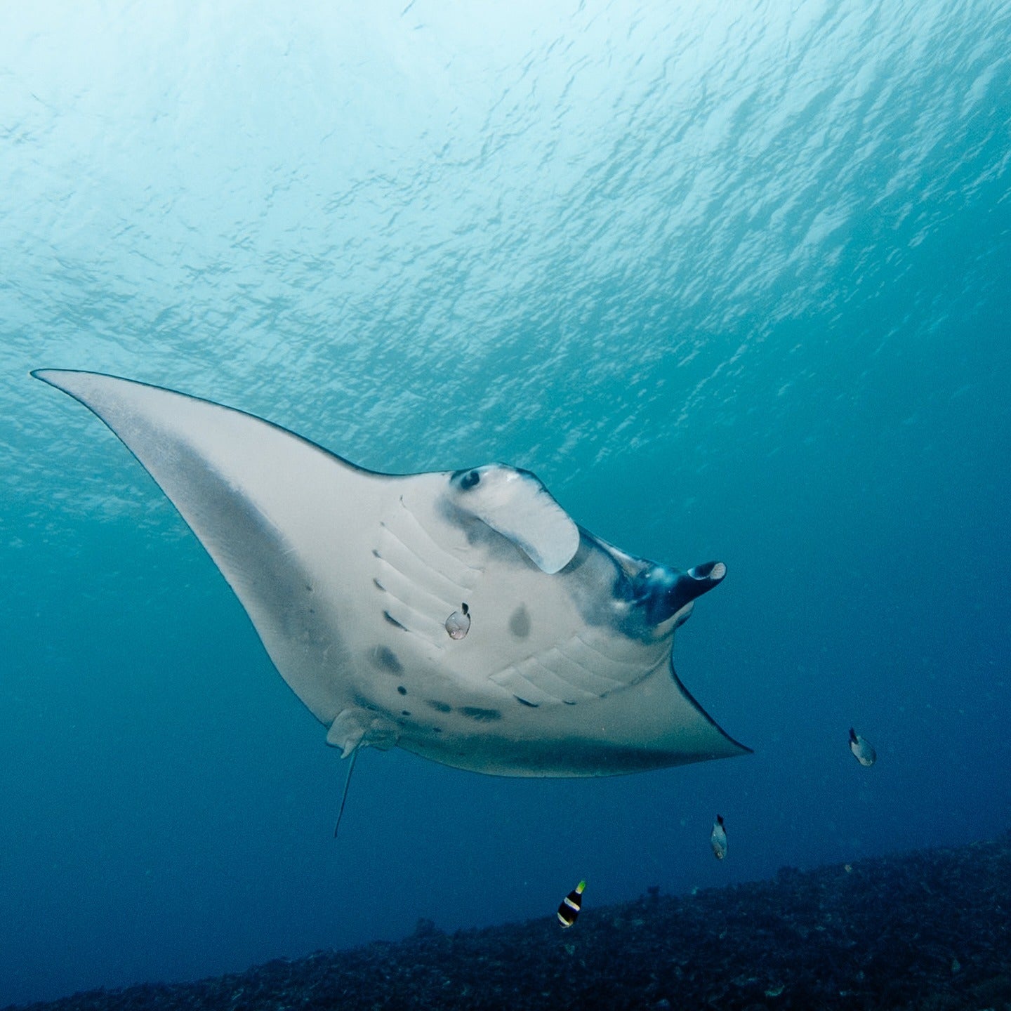 Manta Ray Fun Dive in Nusa Penida