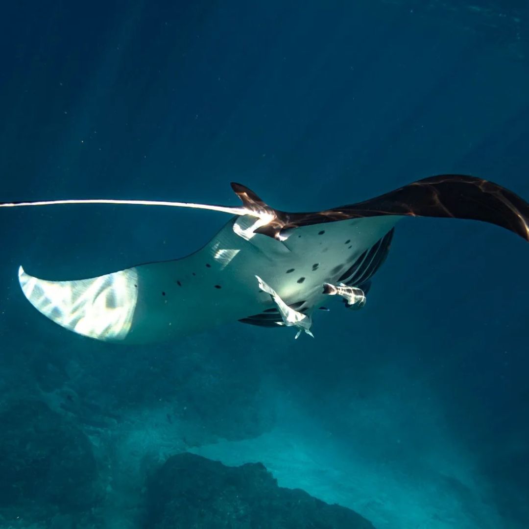 Manta Ray Fun Dive in Nusa Penida