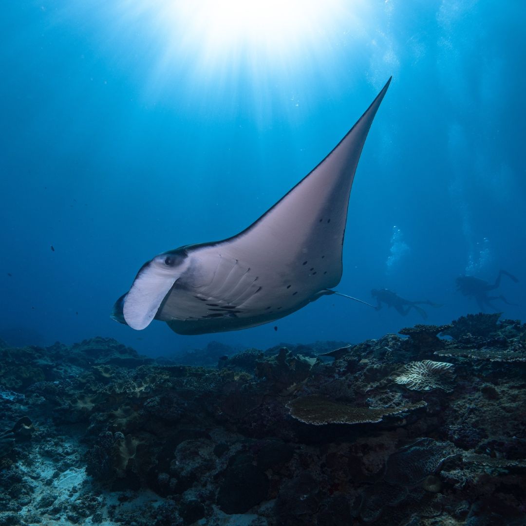 Manta Ray Fun Dive in Nusa Penida