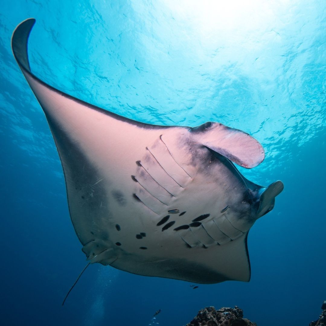 Manta Ray Fun Dive in Nusa Penida