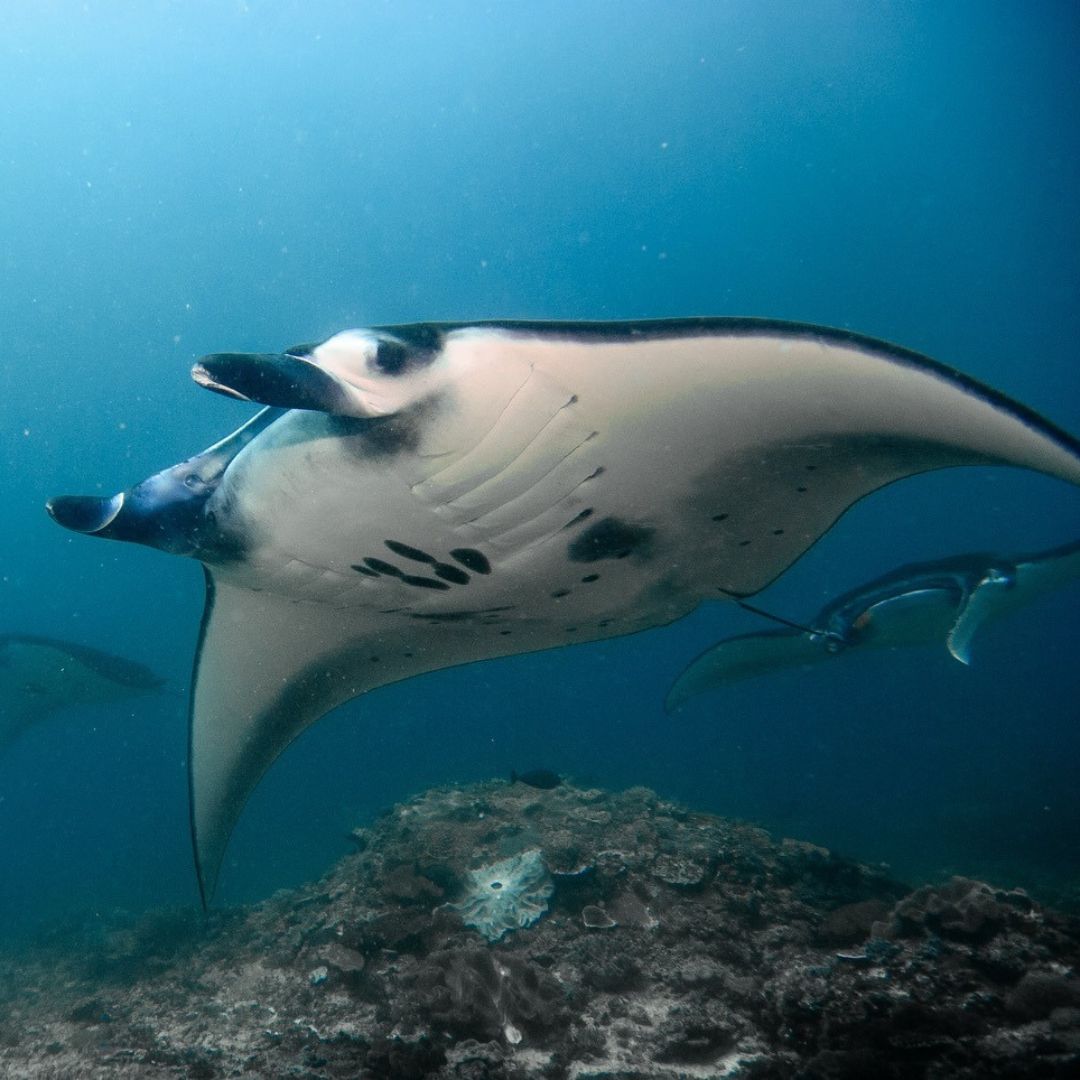 Manta Ray Fun Dive in Nusa Penida