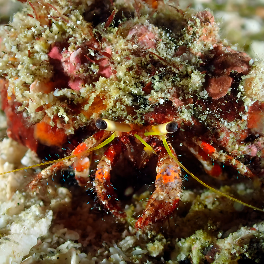 Komodo’s Ultimate Scuba Dive Liveaboard Quest