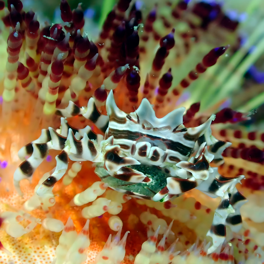 Komodo’s Ultimate Scuba Dive Liveaboard Quest