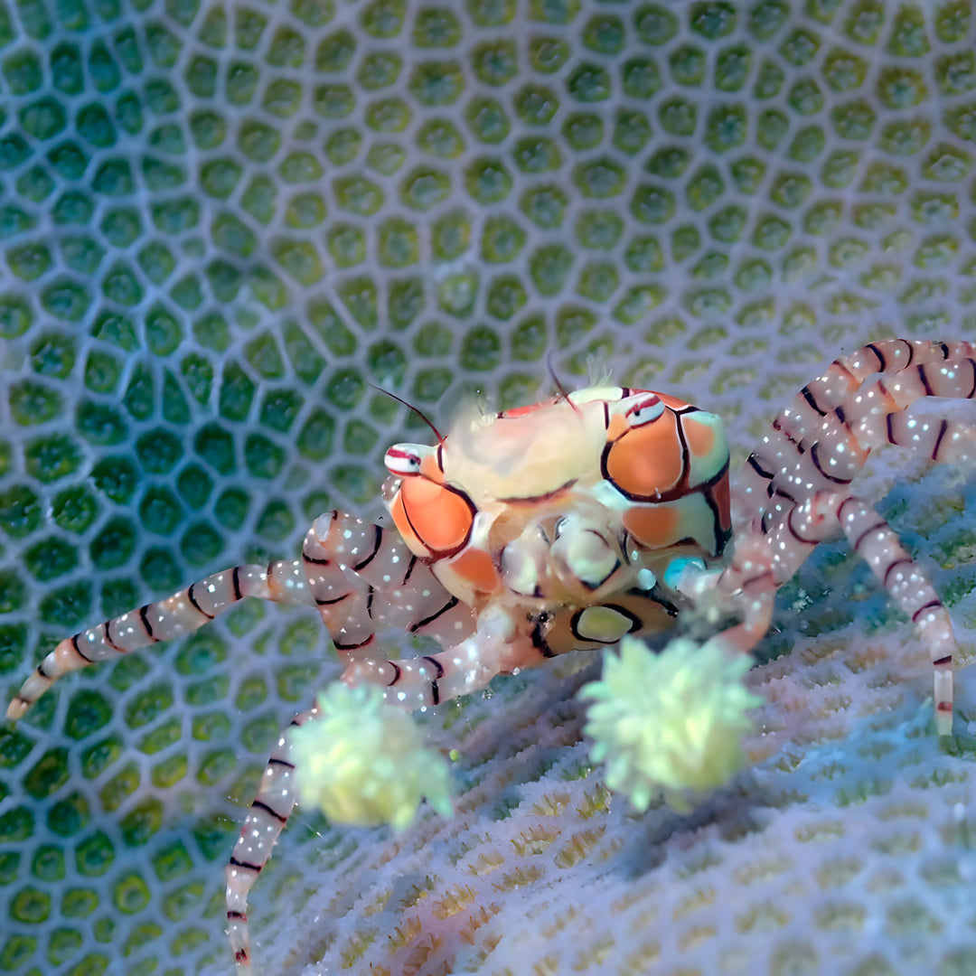 Komodo’s Ultimate Scuba Dive Liveaboard Quest