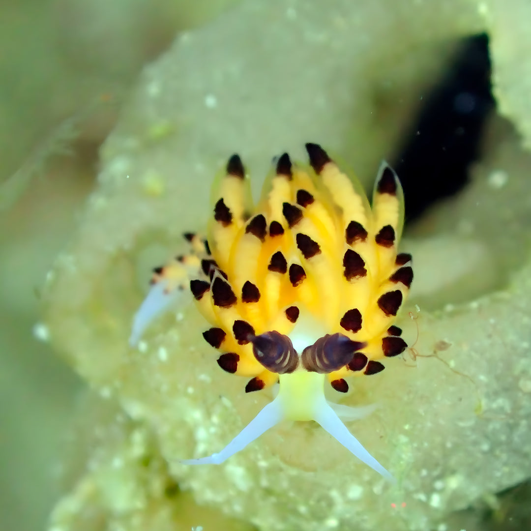 Komodo’s Ultimate Scuba Dive Liveaboard Quest