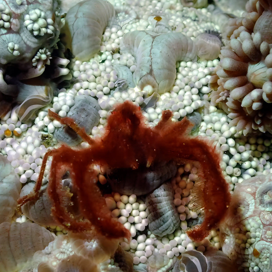 Komodo’s Ultimate Scuba Dive Liveaboard Quest