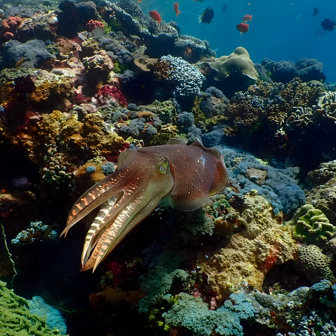 Komodo’s Ultimate Scuba Dive Liveaboard Quest