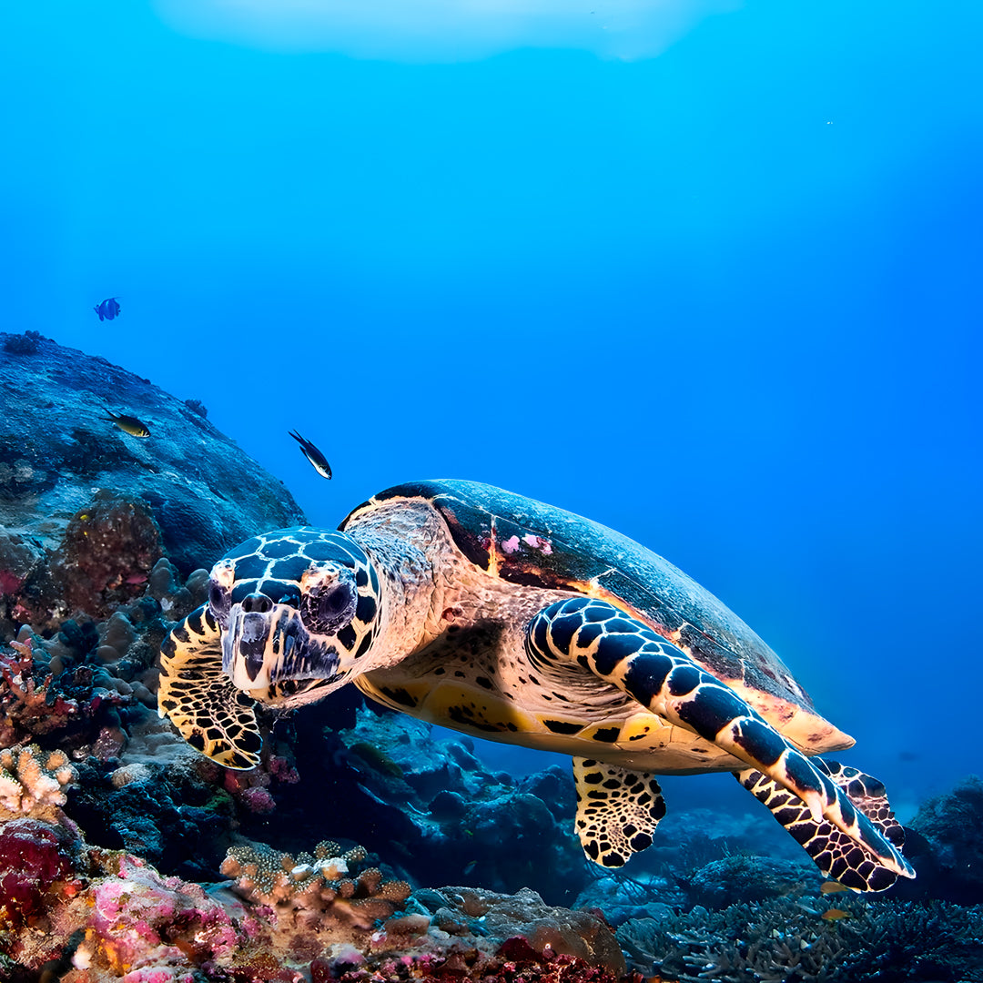 Komodo’s Ultimate Scuba Dive Liveaboard Quest