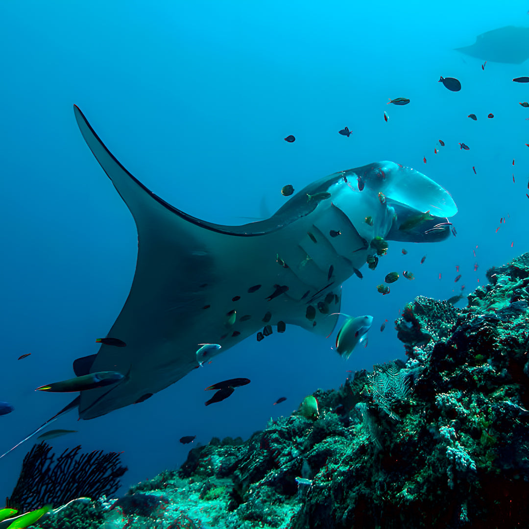 Komodo’s Ultimate Scuba Dive Liveaboard Quest