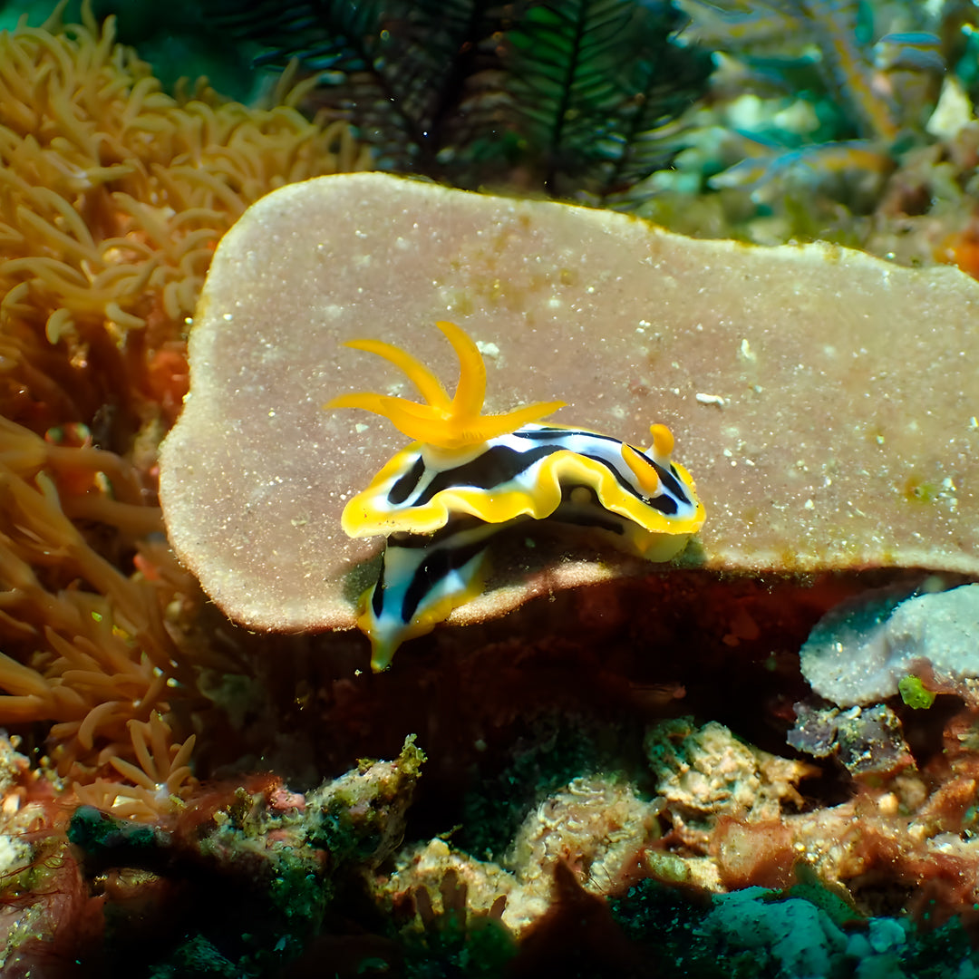 Komodo’s Ultimate Scuba Dive Liveaboard Quest