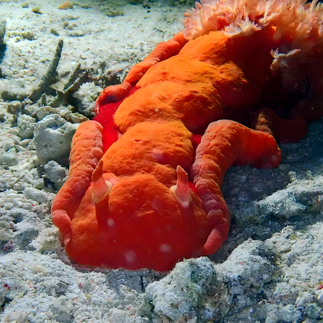Komodo’s Ultimate Scuba Dive Liveaboard Quest