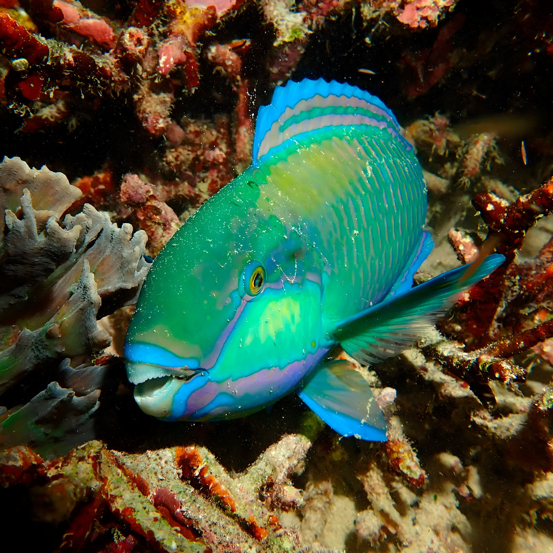 Komodo’s Ultimate Scuba Dive Liveaboard Quest