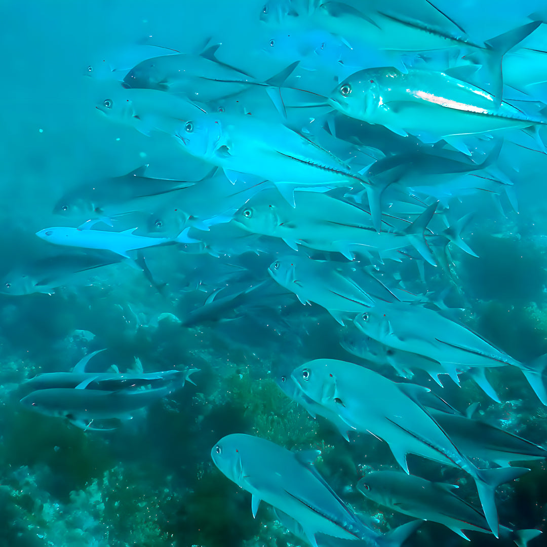 Komodo’s Ultimate Scuba Dive Liveaboard Quest