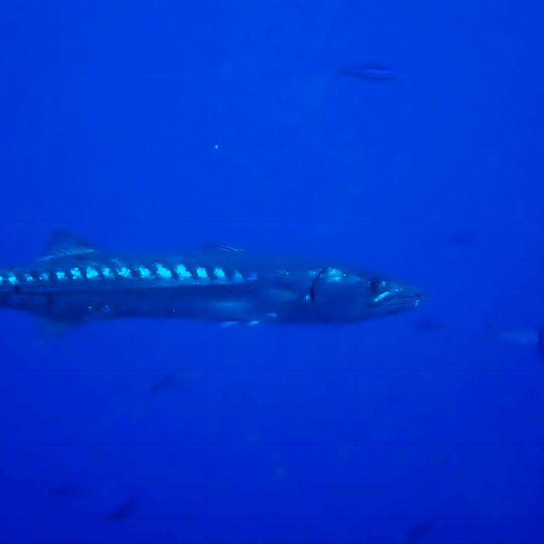 Komodo’s Ultimate Scuba Dive Liveaboard Quest