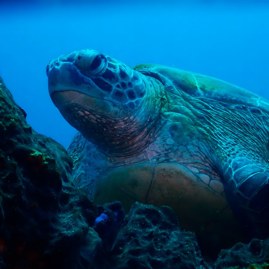 Komodo’s Ultimate Scuba Dive Liveaboard Quest