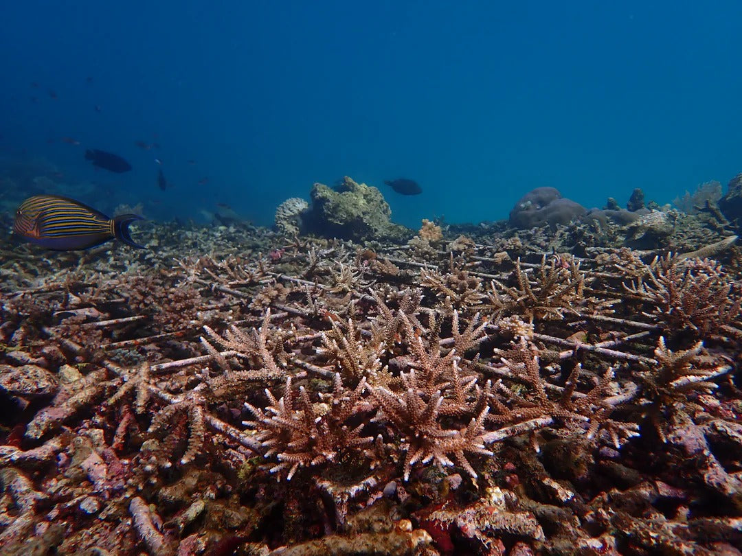 Raja Ampat Freediving & Coral Retreat