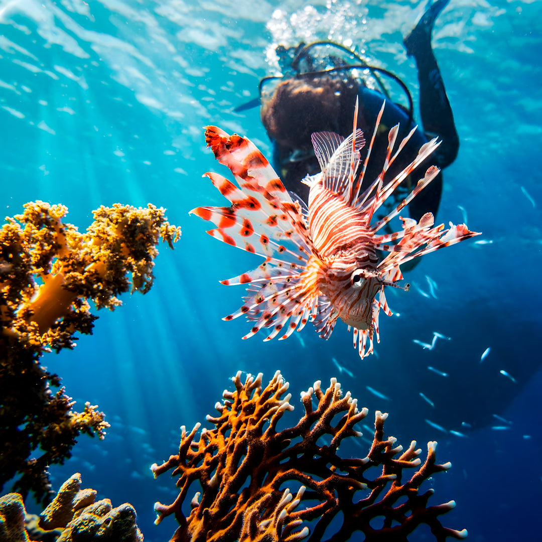 Greece Scuba Diving Fun Dive