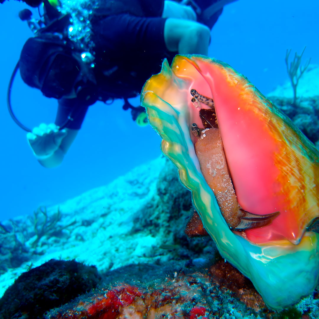 Greece Scuba Diving Fun Dive