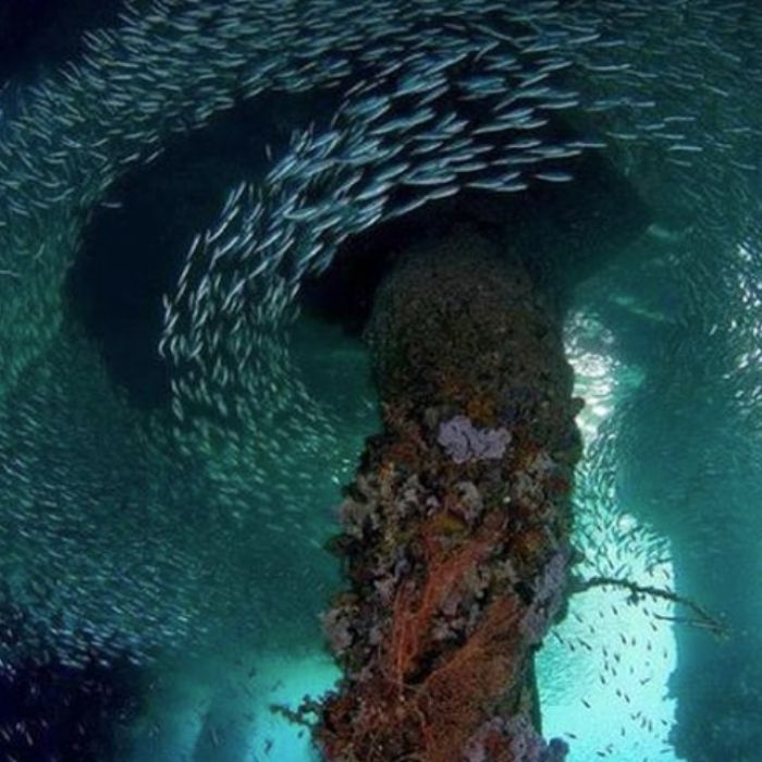 King Cruiser Wreck Scuba Diving in Phuket SSS Phuket & Dive Surf Center