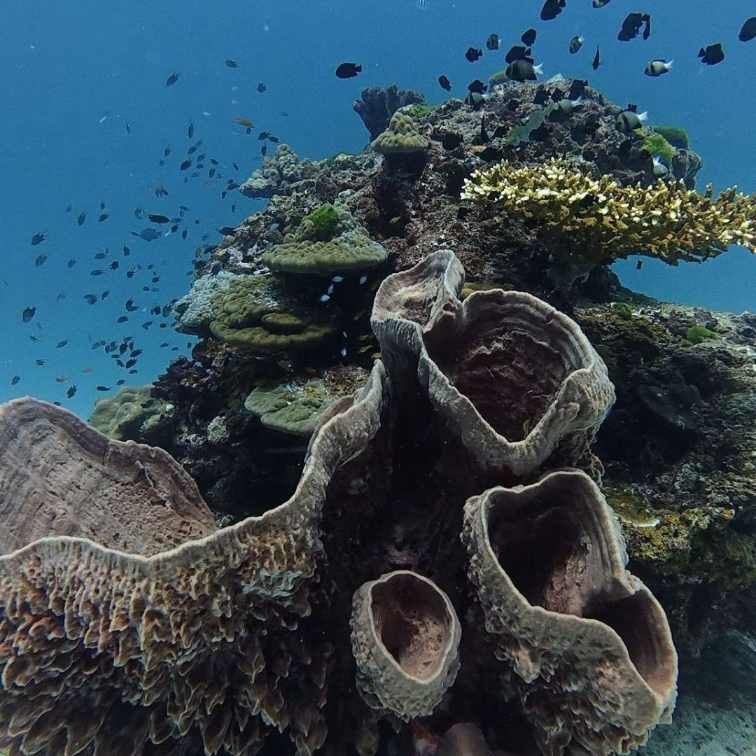 Open Water Scuba Diving Course in Phuket
