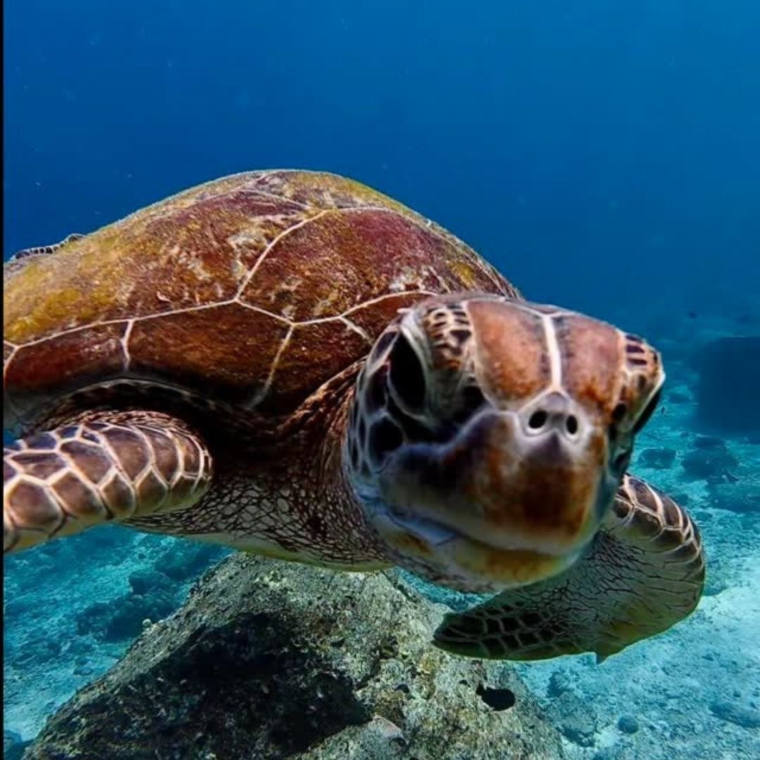 Open Water Scuba Diving Course in Phuket