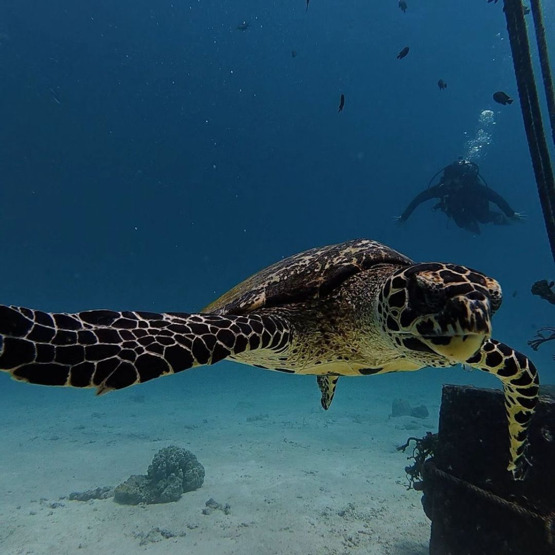Phi Phi Island Spectacular Fun Dive