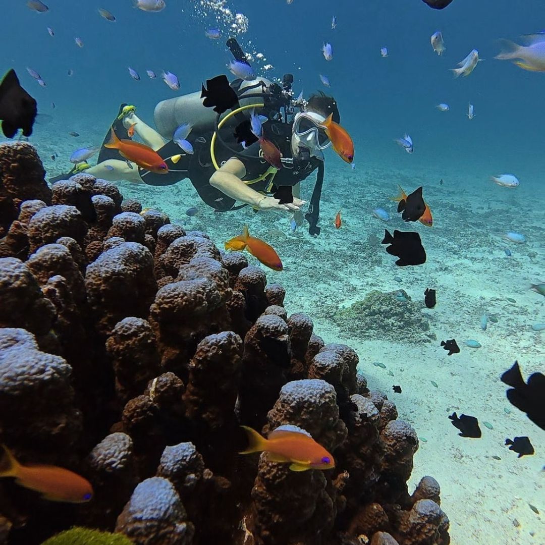 Phi Phi Island Spectacular Fun Dive