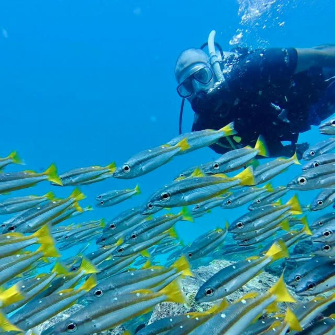 Phi Phi Island Spectacular Fun Dive
