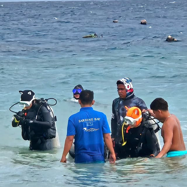 Sardine Run & Turtle Diving Fun Dives in Moalboal
