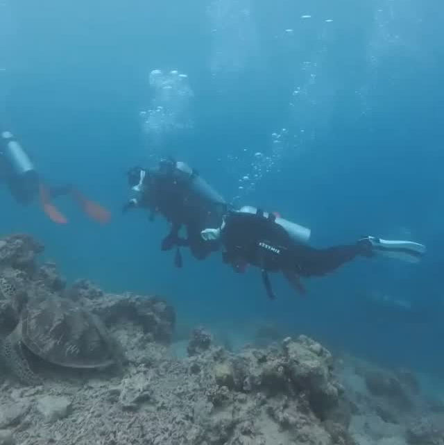 Sardine Run & Turtle Diving Fun Dives in Moalboal