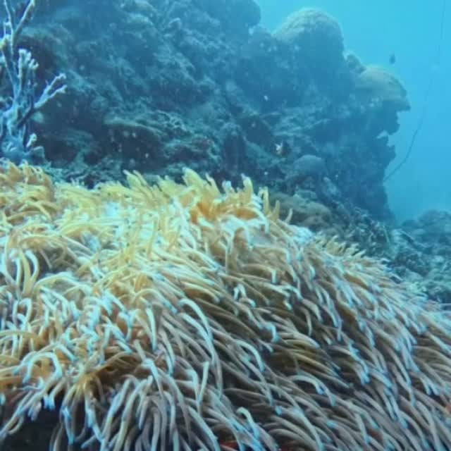Sardine Run & Turtle Diving Fun Dives in Moalboal