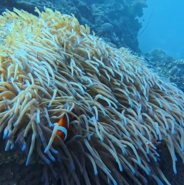 Sardine Run & Turtle Diving Fun Dives in Moalboal