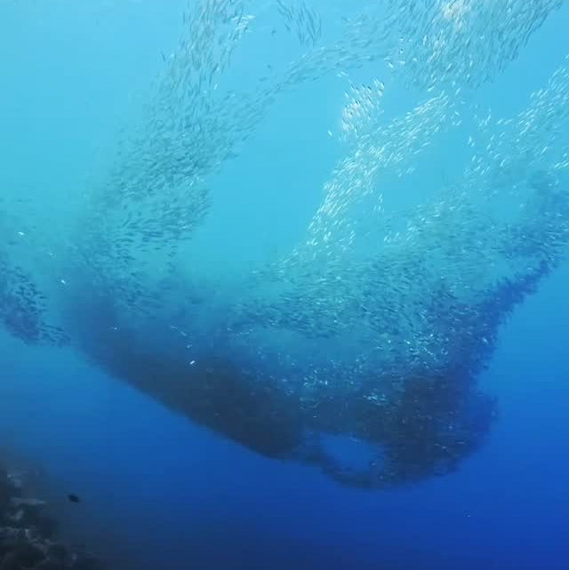 Sardine Run & Turtle Diving Fun Dives in Moalboal