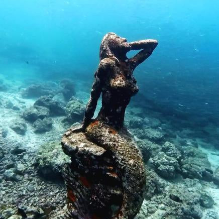Sardine Run & Turtle Diving Fun Dives in Moalboal