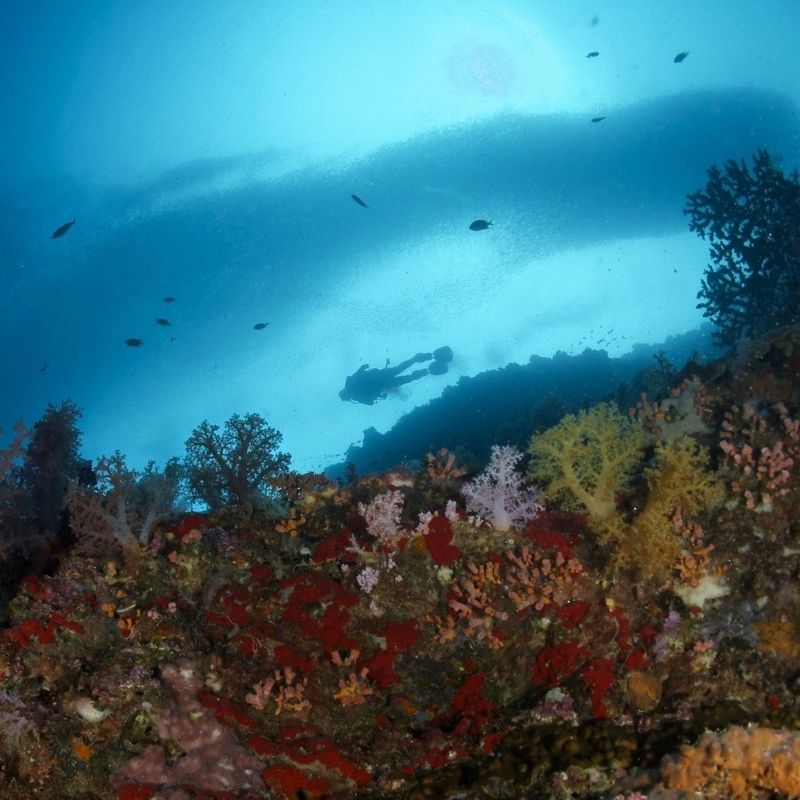 Moalboal Sardine Fun Boat Dive