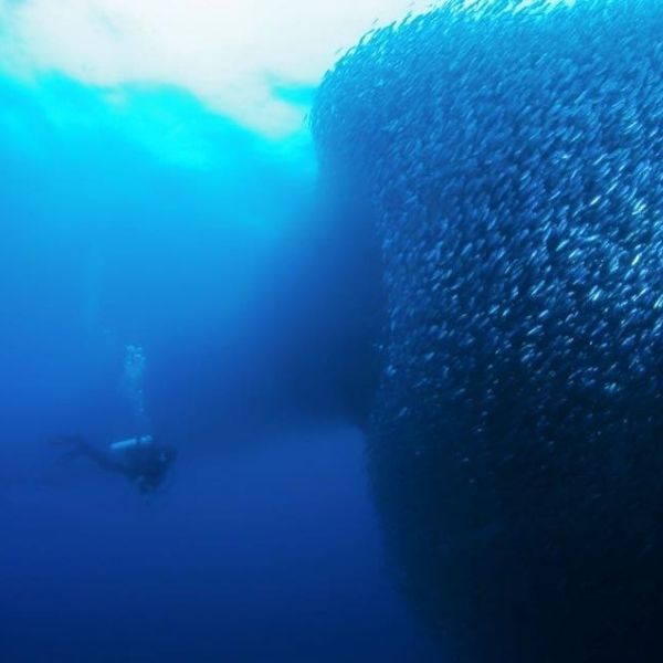 Sardine Run Shore Scuba Dive in Moalboal