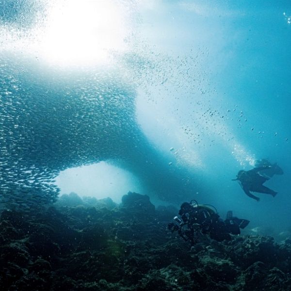 Sardine Run Shore Scuba Dive in Moalboal