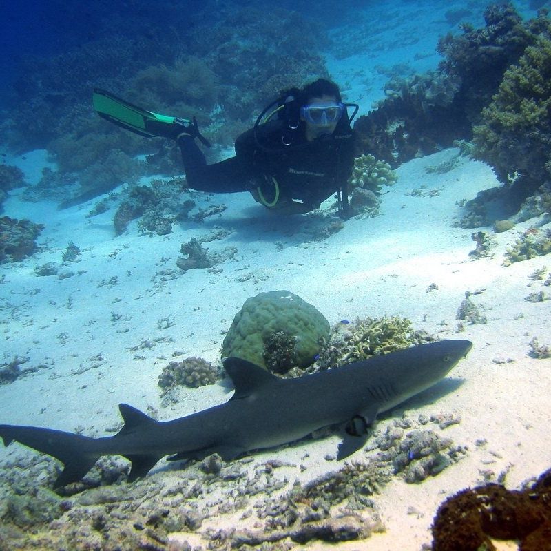 Oslob Whale Shark Special Day Trip