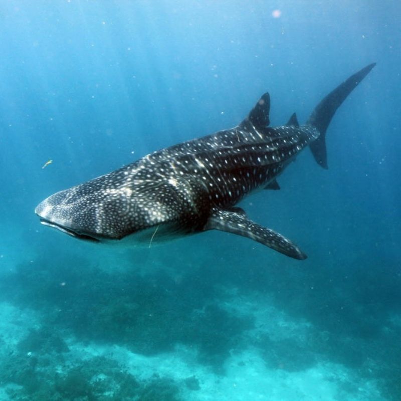 Oslob Whale Shark Special Day Trip